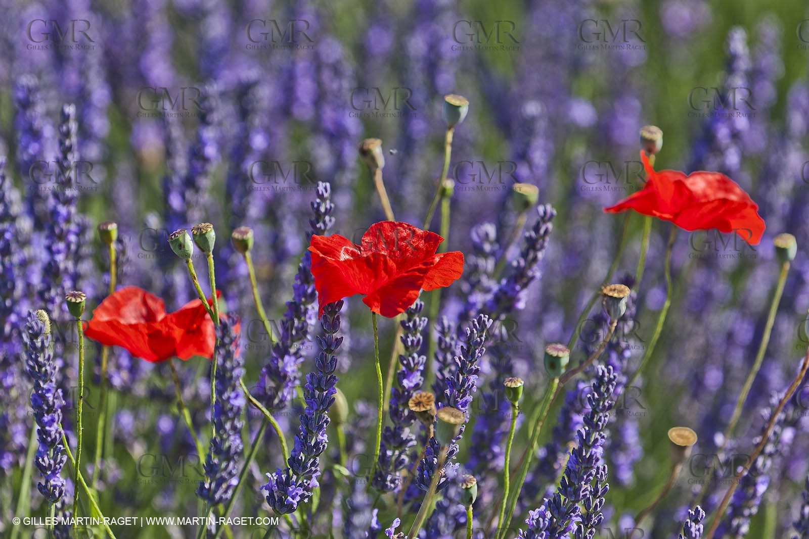 27 06 2011 - Valensole (FRA, 04) - Lavander fields