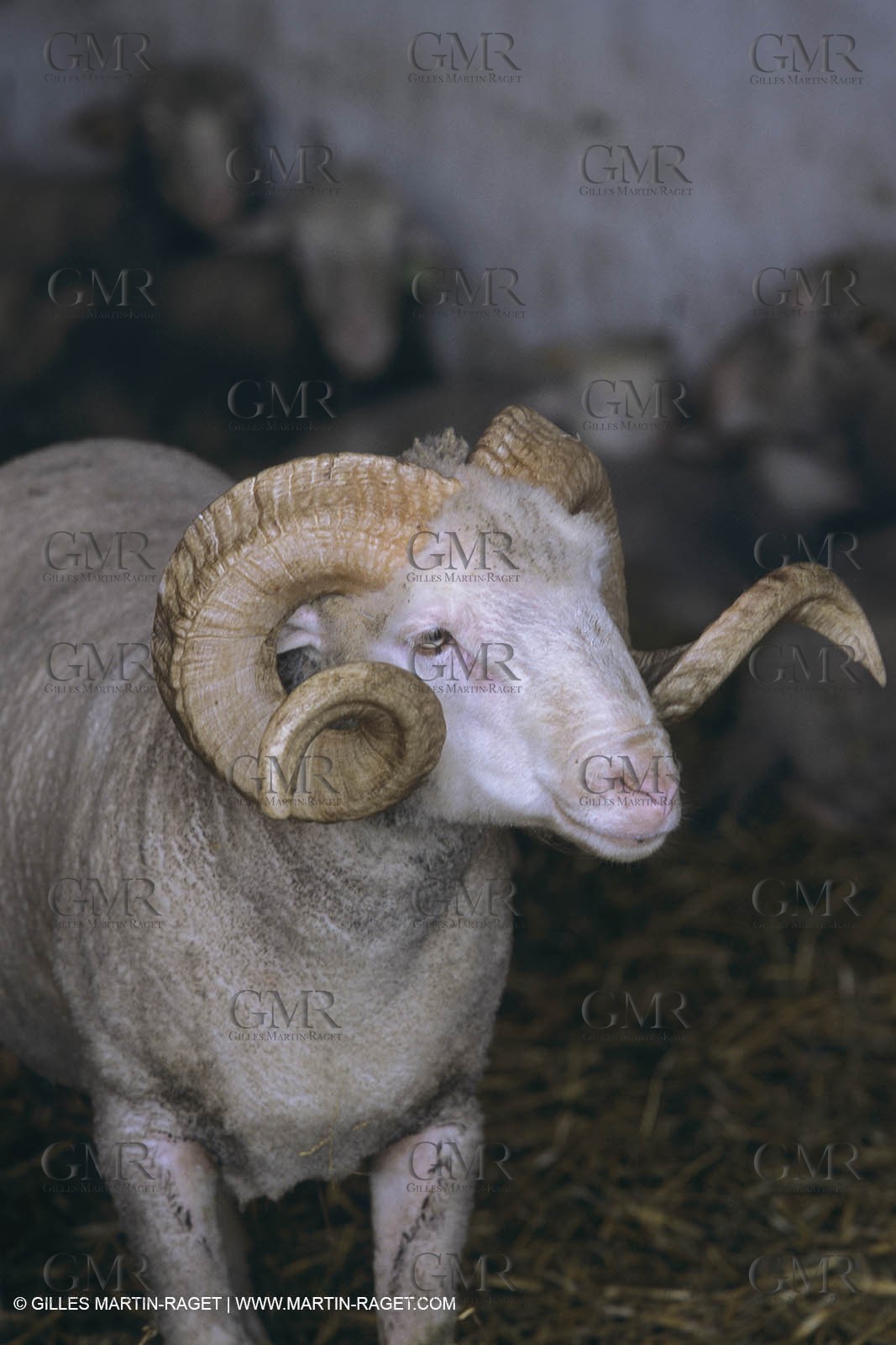 France, Provence, Camargue, Elevage de moutons, sheep breeding