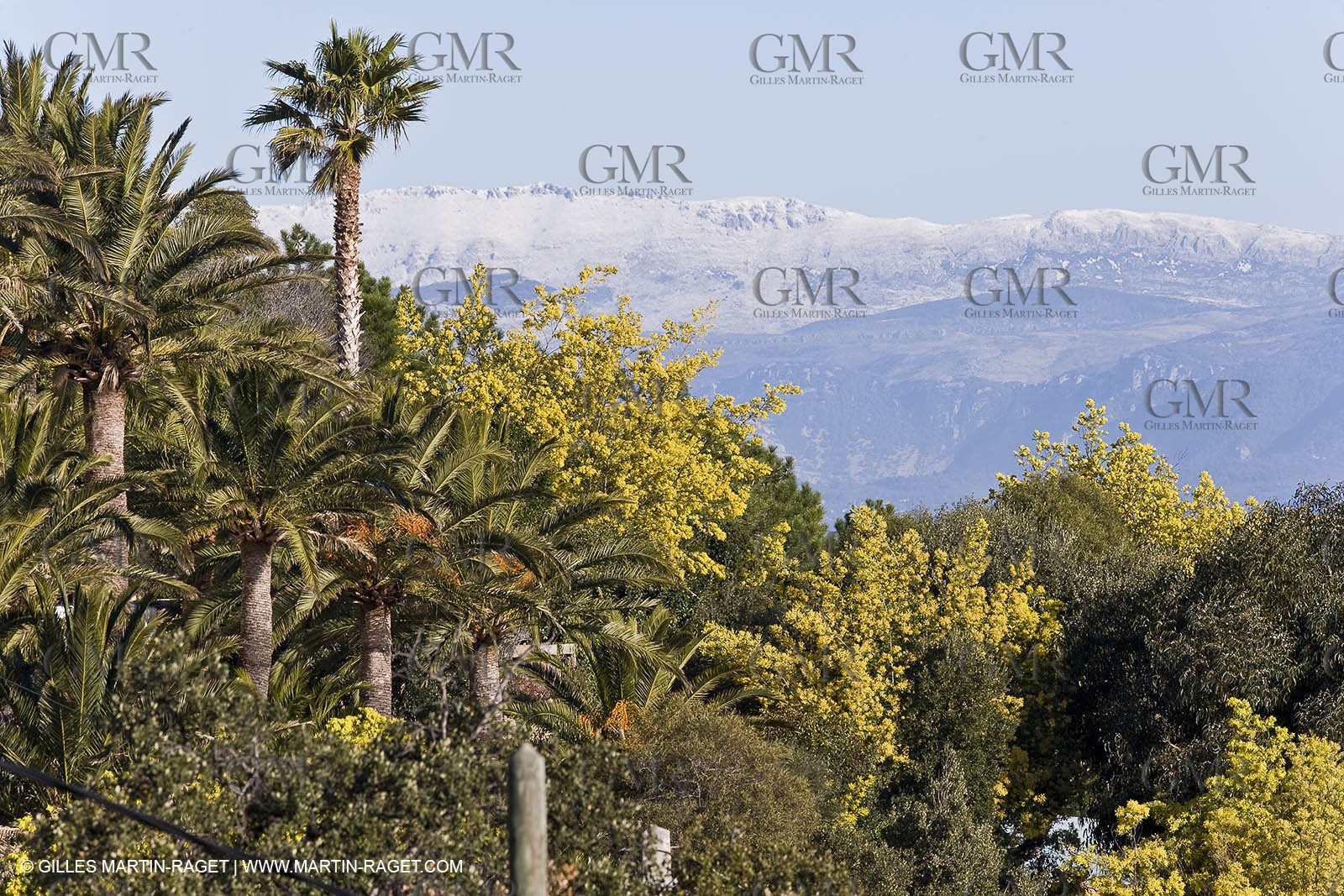 06 02 2008 - Théoule sur mer (FRA, 06) - Mimoses in full flower