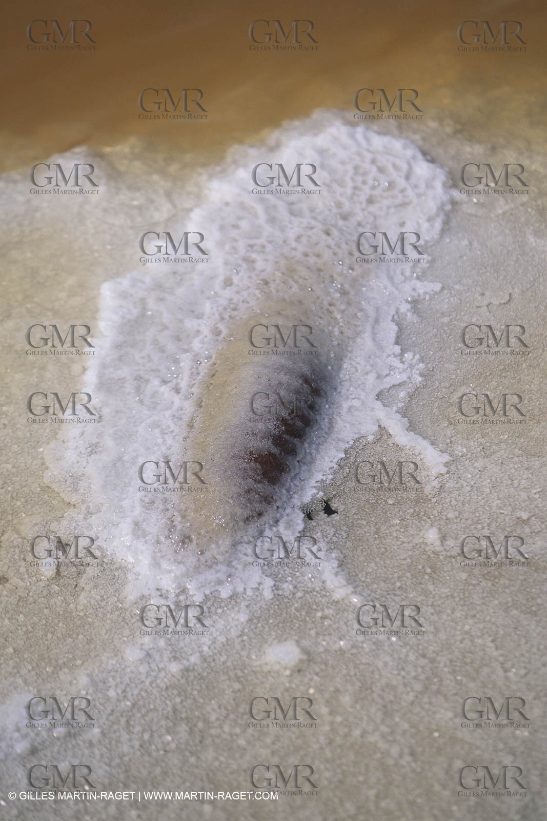 France, Provence, Marais salants, salted marshes, culture du sel, salt making, salt harvest