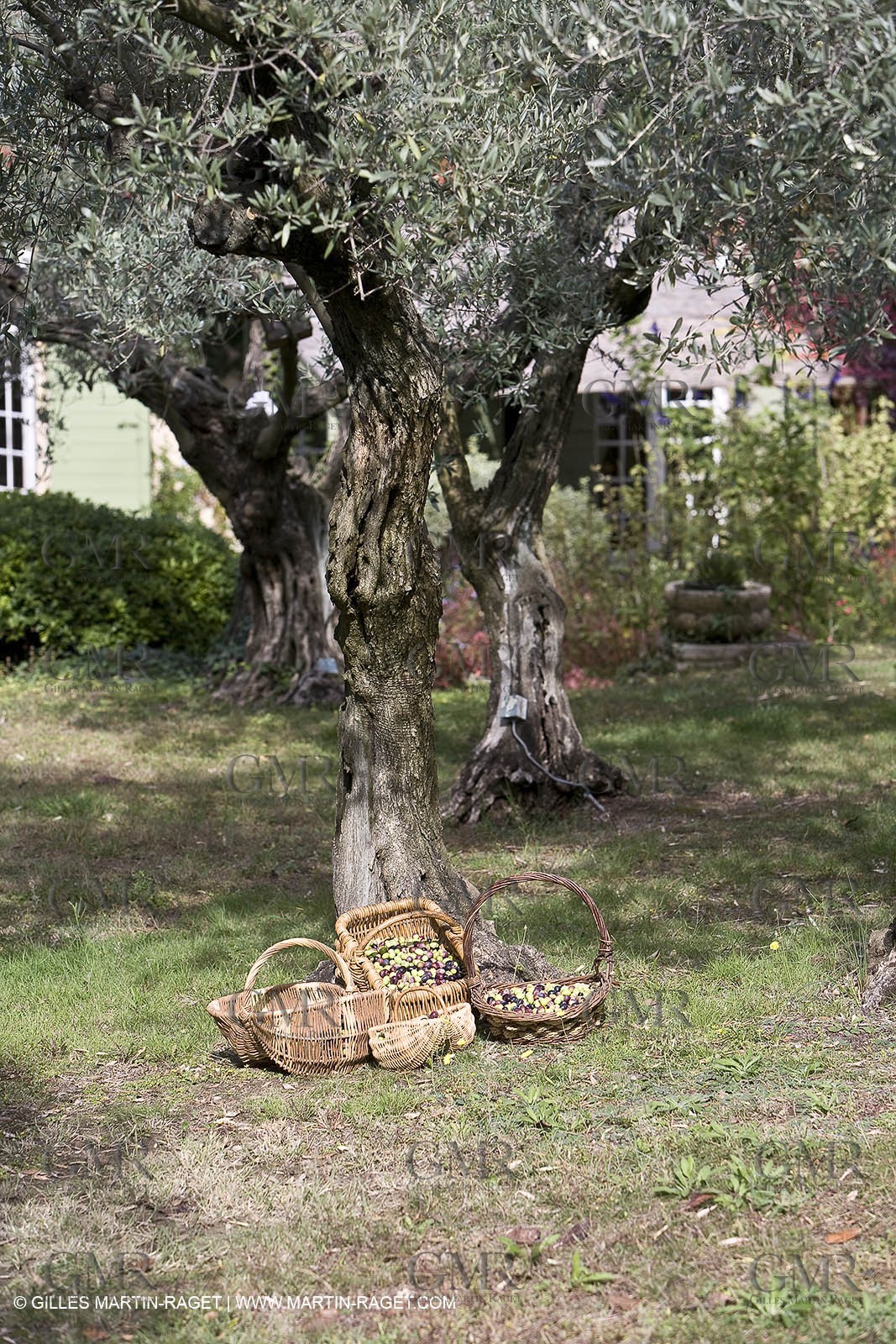 France, Provence, Oliviers, oliveraies, olive trees