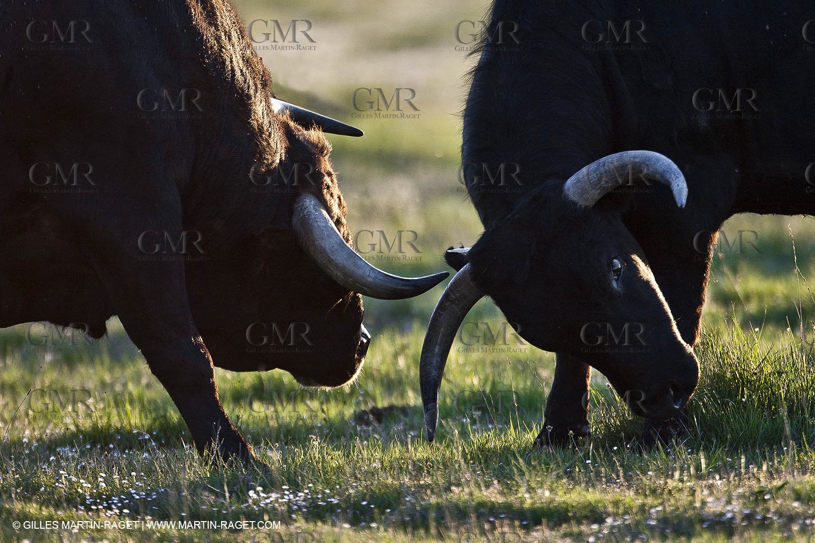 09 04 2011 - Arles (FRA,13) - Bulls fighting in Camargue