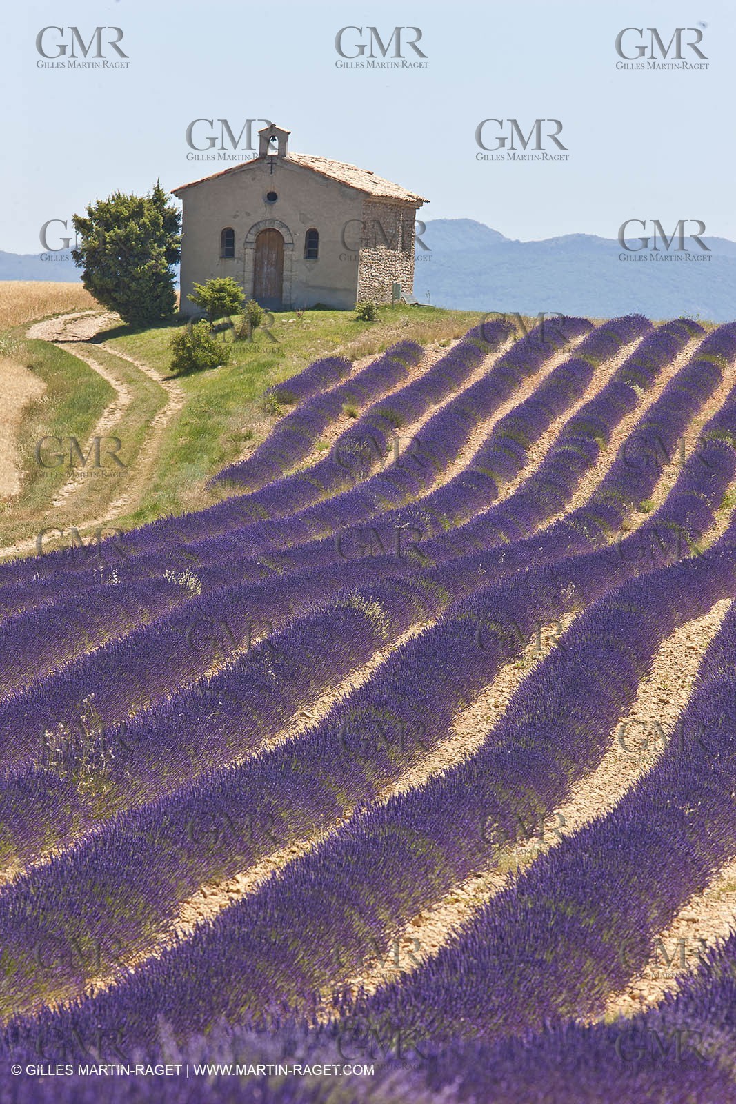 27 06 2011 - Entrevennes (FRA, 04) - Lavander fields