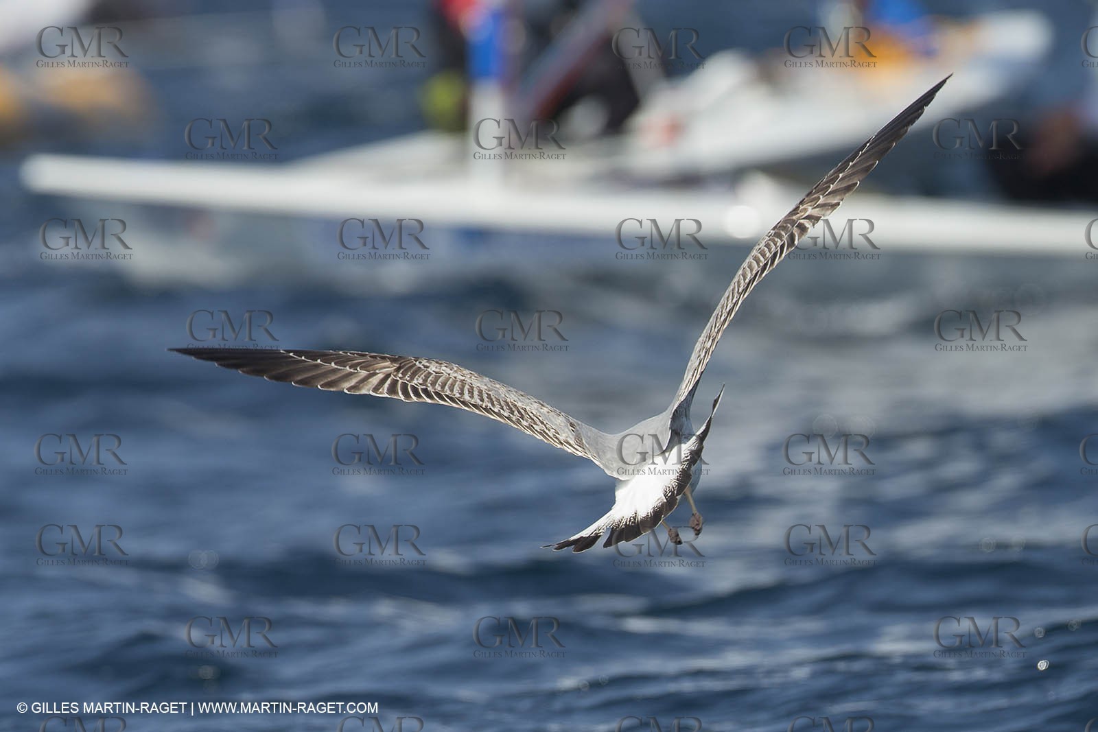 YCPR Laser Europa Cup 2014 - Selection Day 2 - Marseille (FRA,13) - 13 04 2014