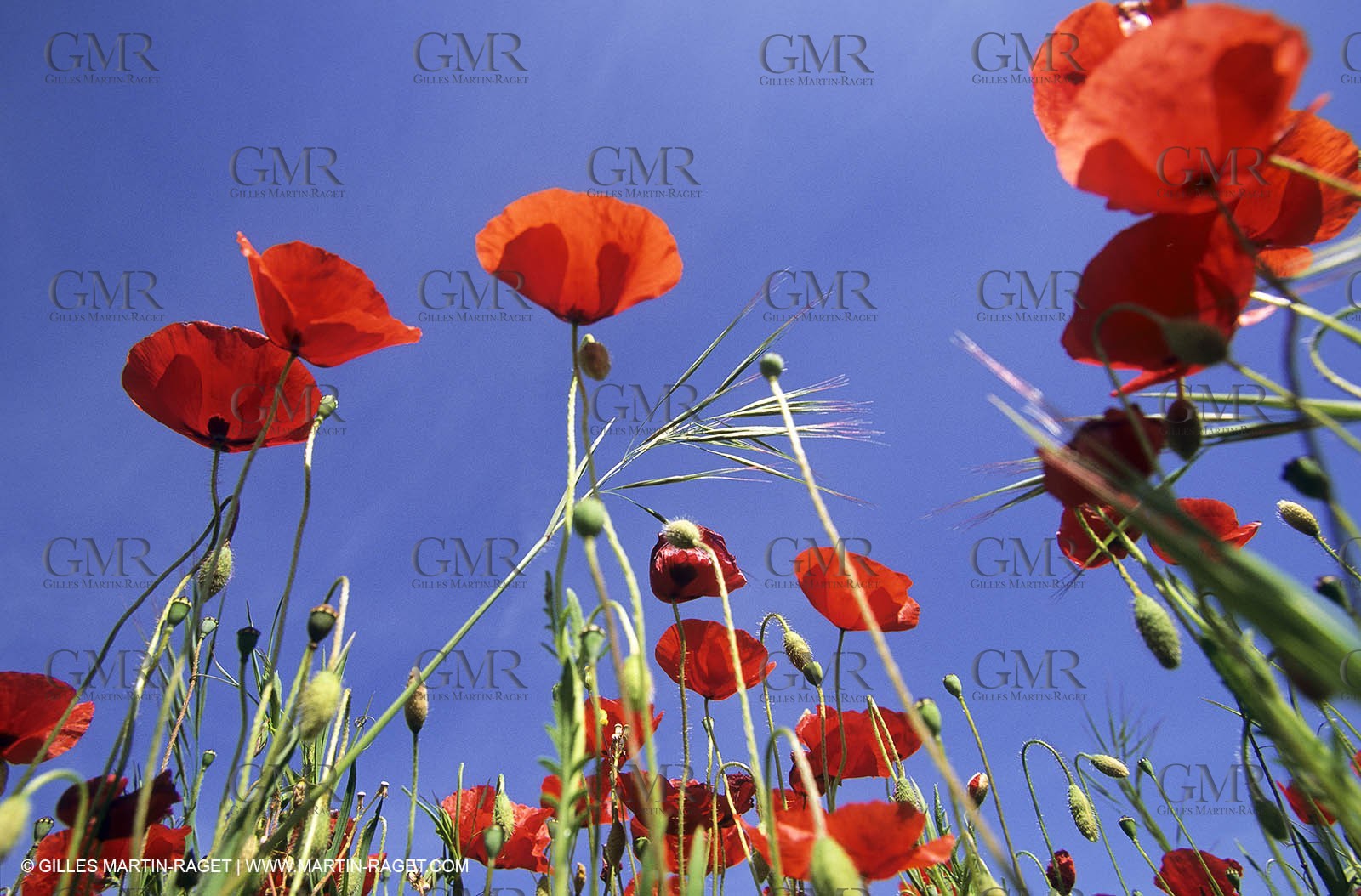 2000-2010- Les Alpilles (FRA,13) - Poppy fields