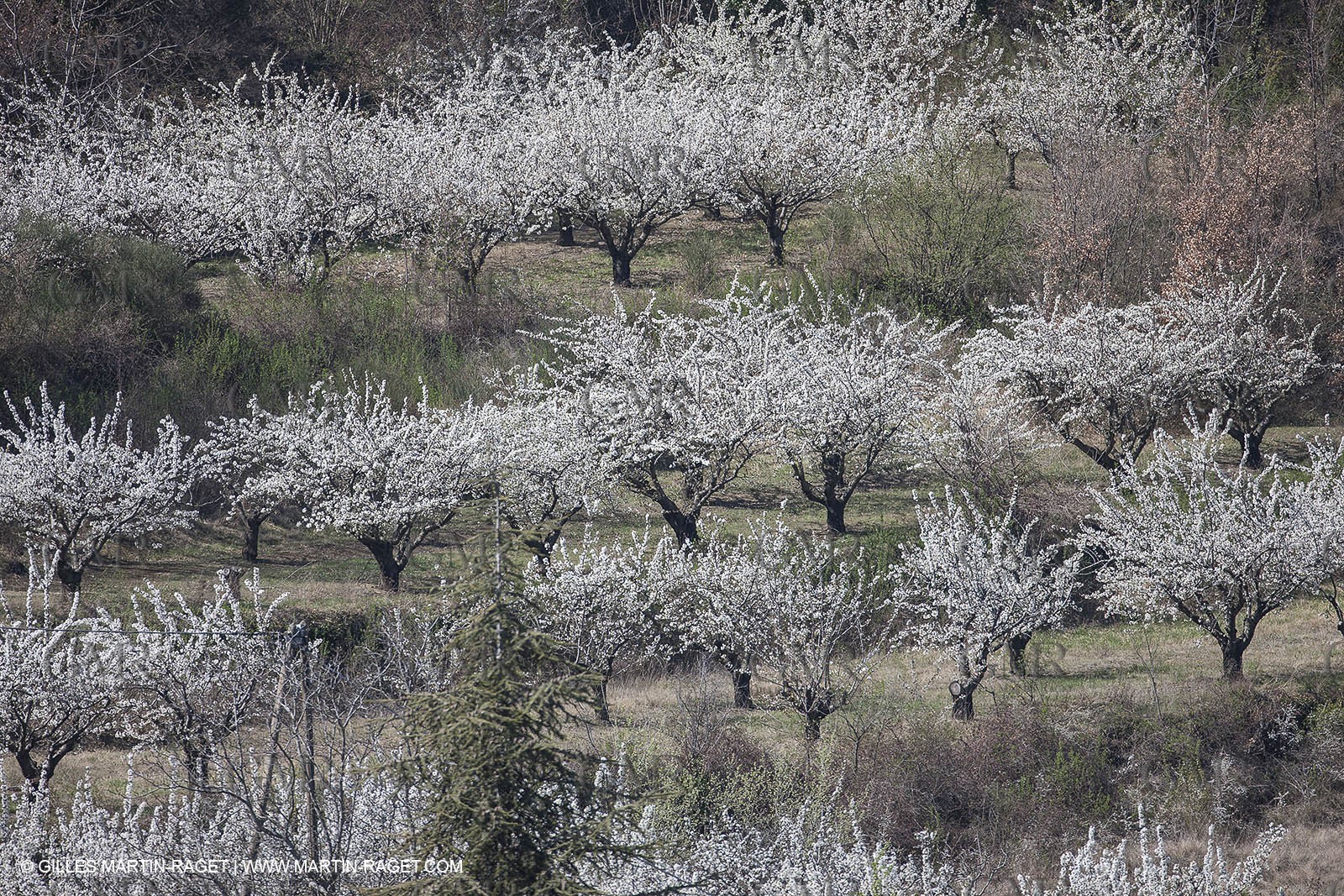 March 30th 2012 - Saint Saturnin les Apt (FRA, 84) - blooming cherry trees