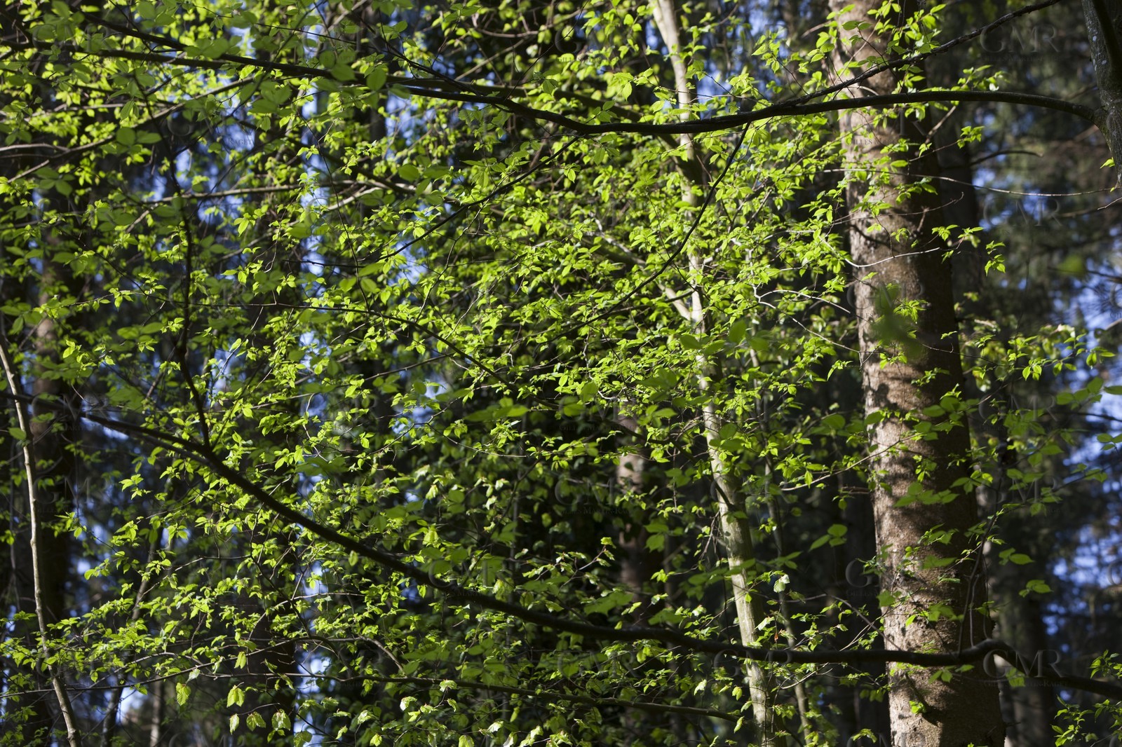 27 04 2010 - Gmunden (Lake Traunsee, Austria) - RC44 World Championship 2010 - BMW ORACLE Racing - Training