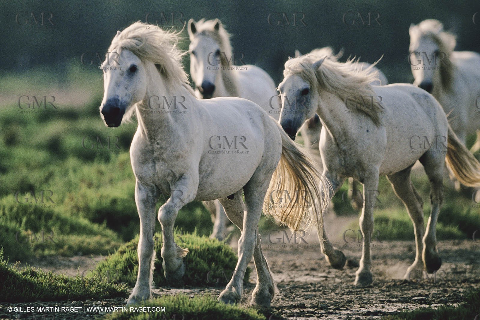 2000-2010- Arles - Les Saintes Maries de la mer (FRA,13) - Camargue horses