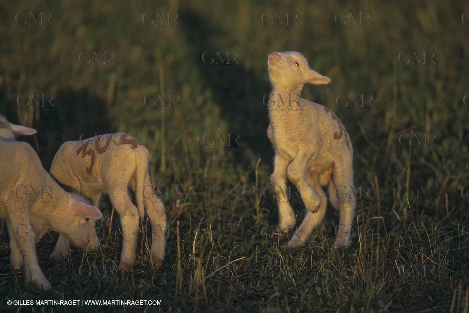 France, Provence, Moutons, bergers, élevage, transhumance