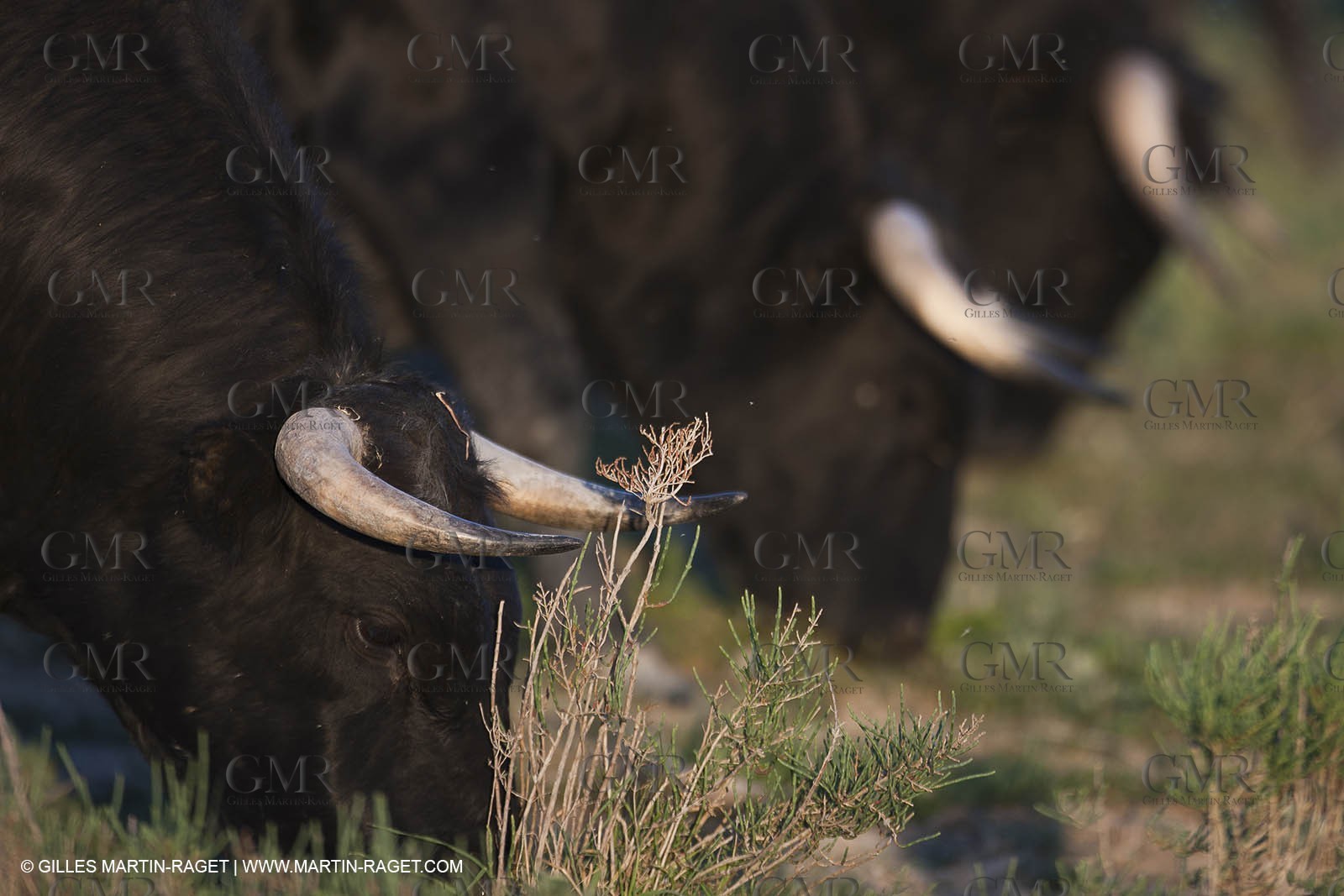 19 04 2011 - Arles (FRA,13) - Bullfight toros in Camargue