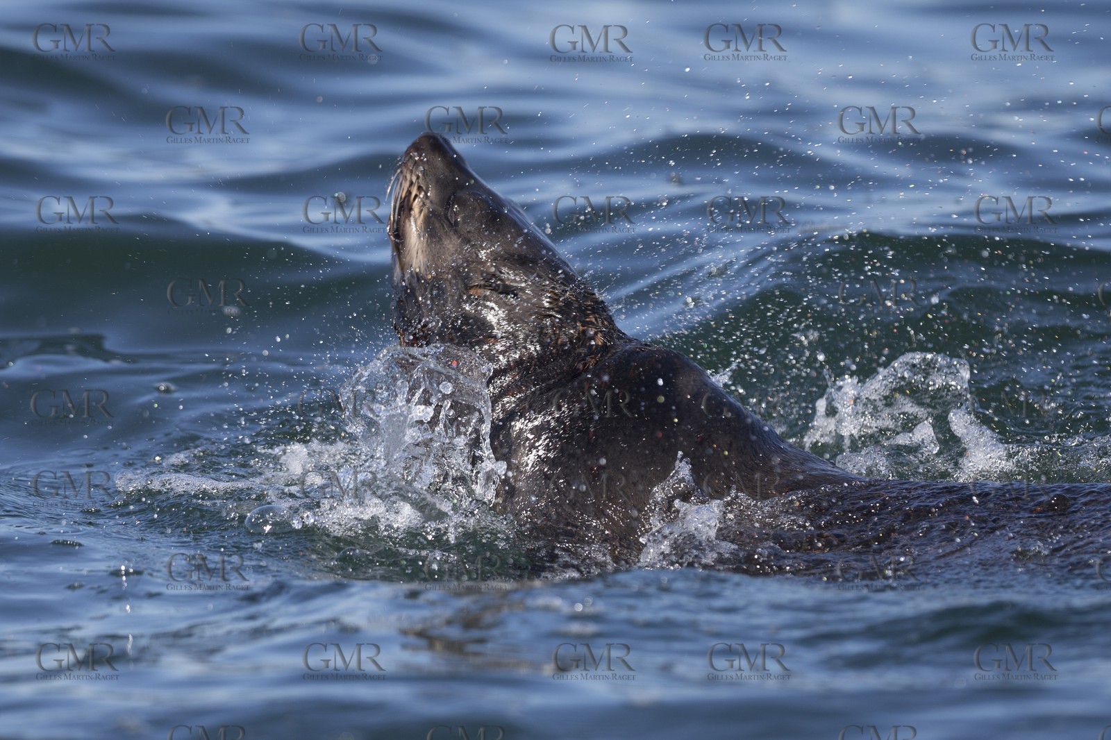 5 11 2014, Capetown (ZAF), Volvo Ocean Race 2014-15, Team Alvimedica