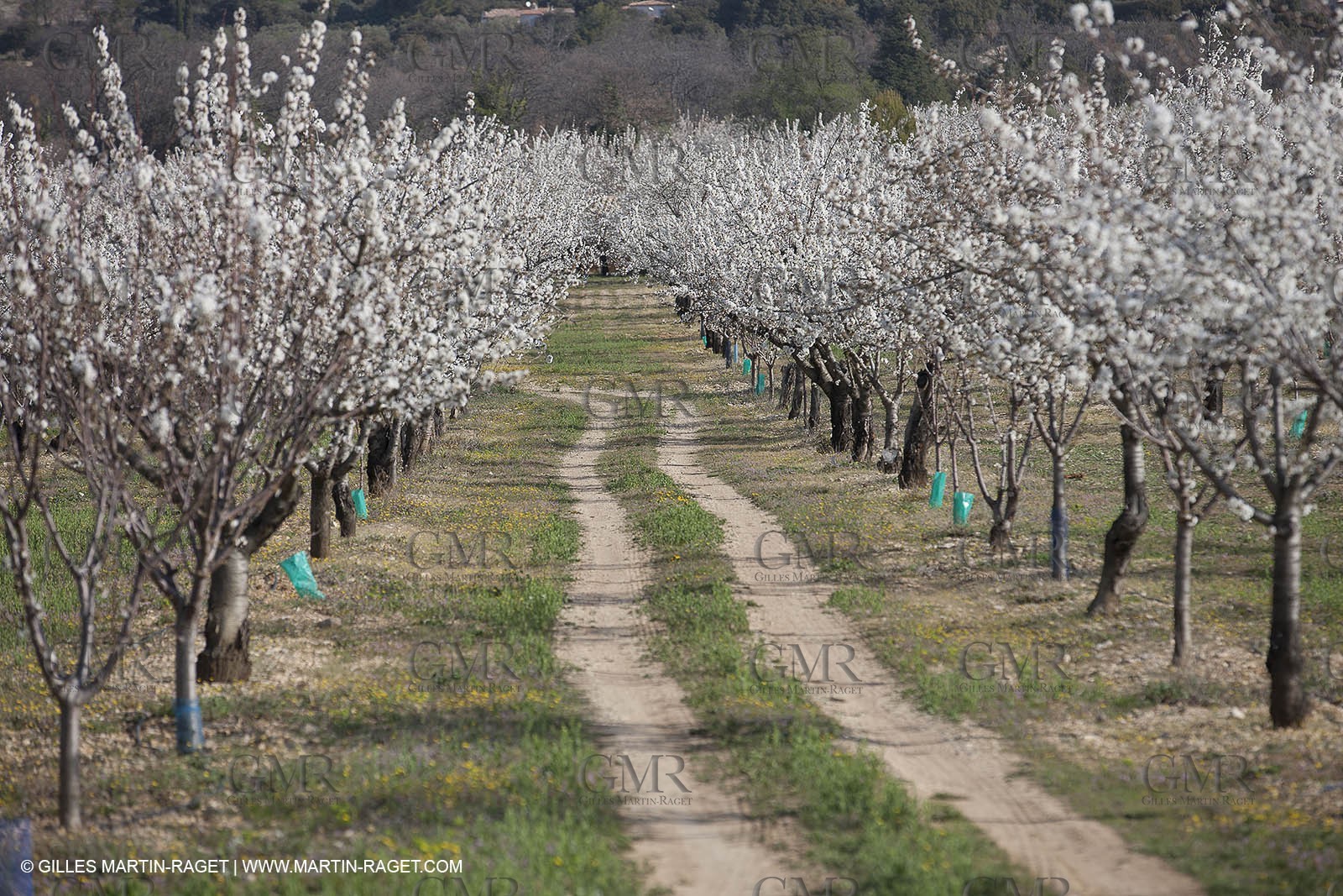 March 30th 2012 - Saint Saturnin les Apt (FRA, 84) - blooming cherry trees