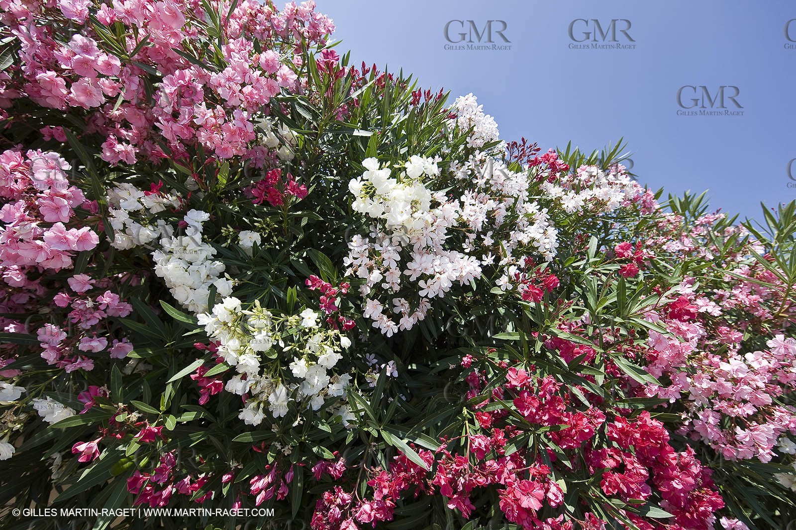 26 06 09 - Sanary sur mer (FRA,83)