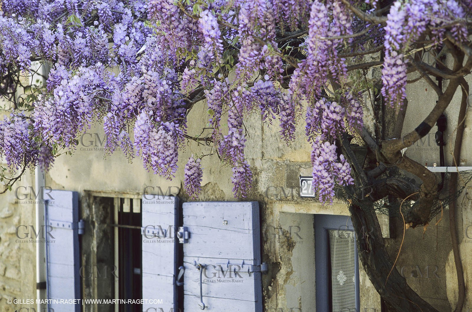 Les Alpilles, Saint Rémy de Provence, (FRA,13) - Glycine in Saint Rémy de Provence