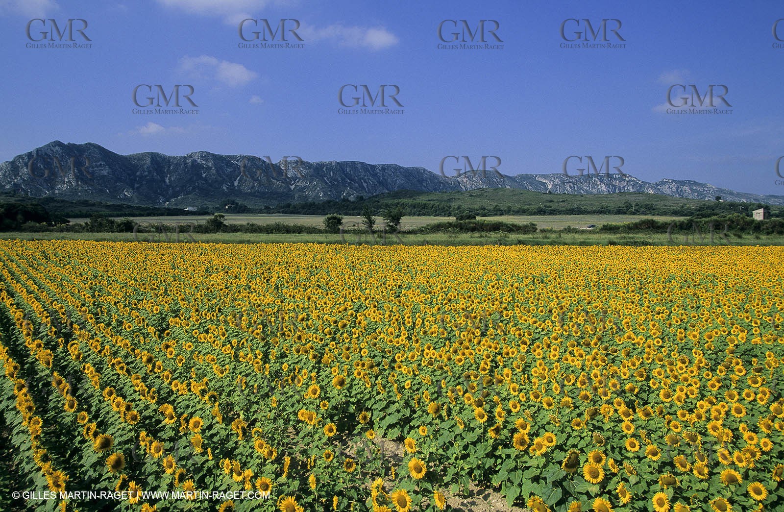 Alpilles (FRA,13) - Sunflower fields