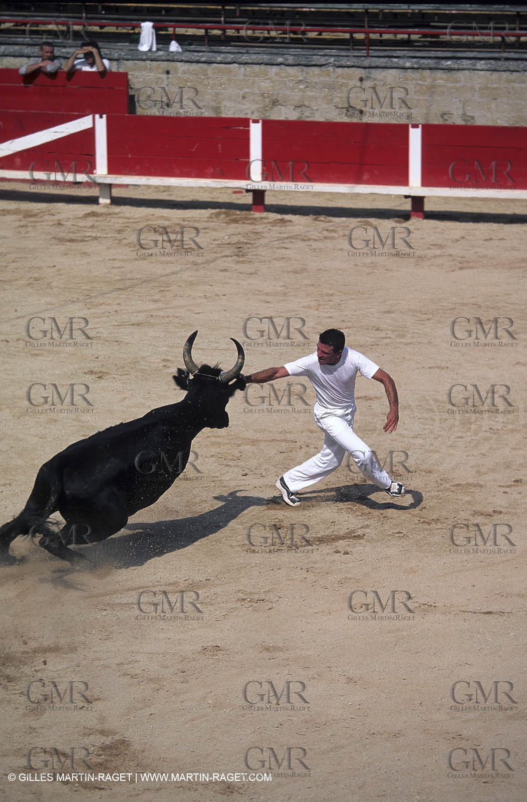 Camargue Bull game