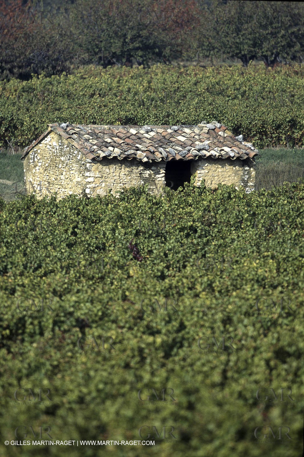 Luberon (FRA,84), Fall colors