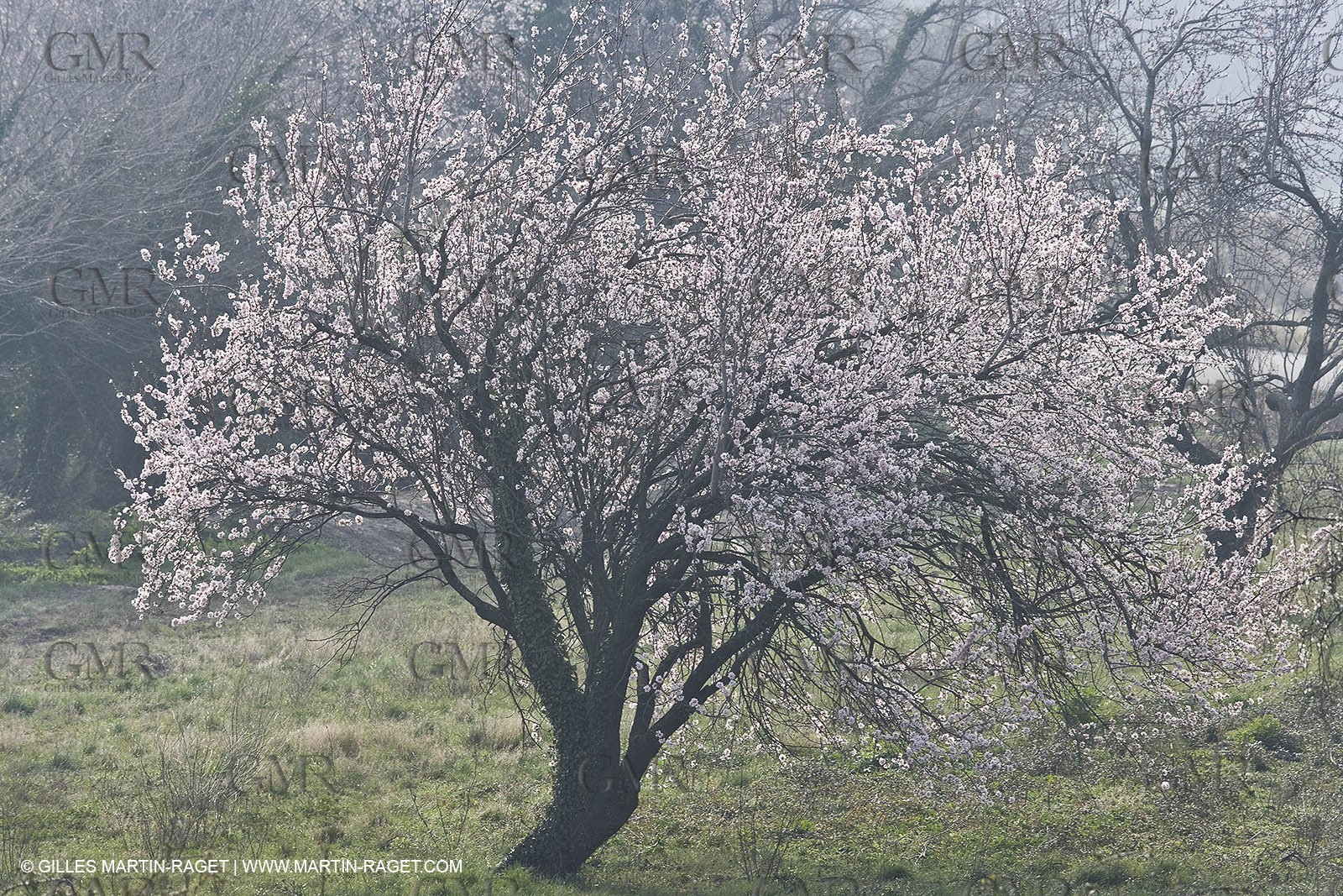 16 02 2008 - Les Baux de Provence (FRA, 13) - Alpilles hills landscapes