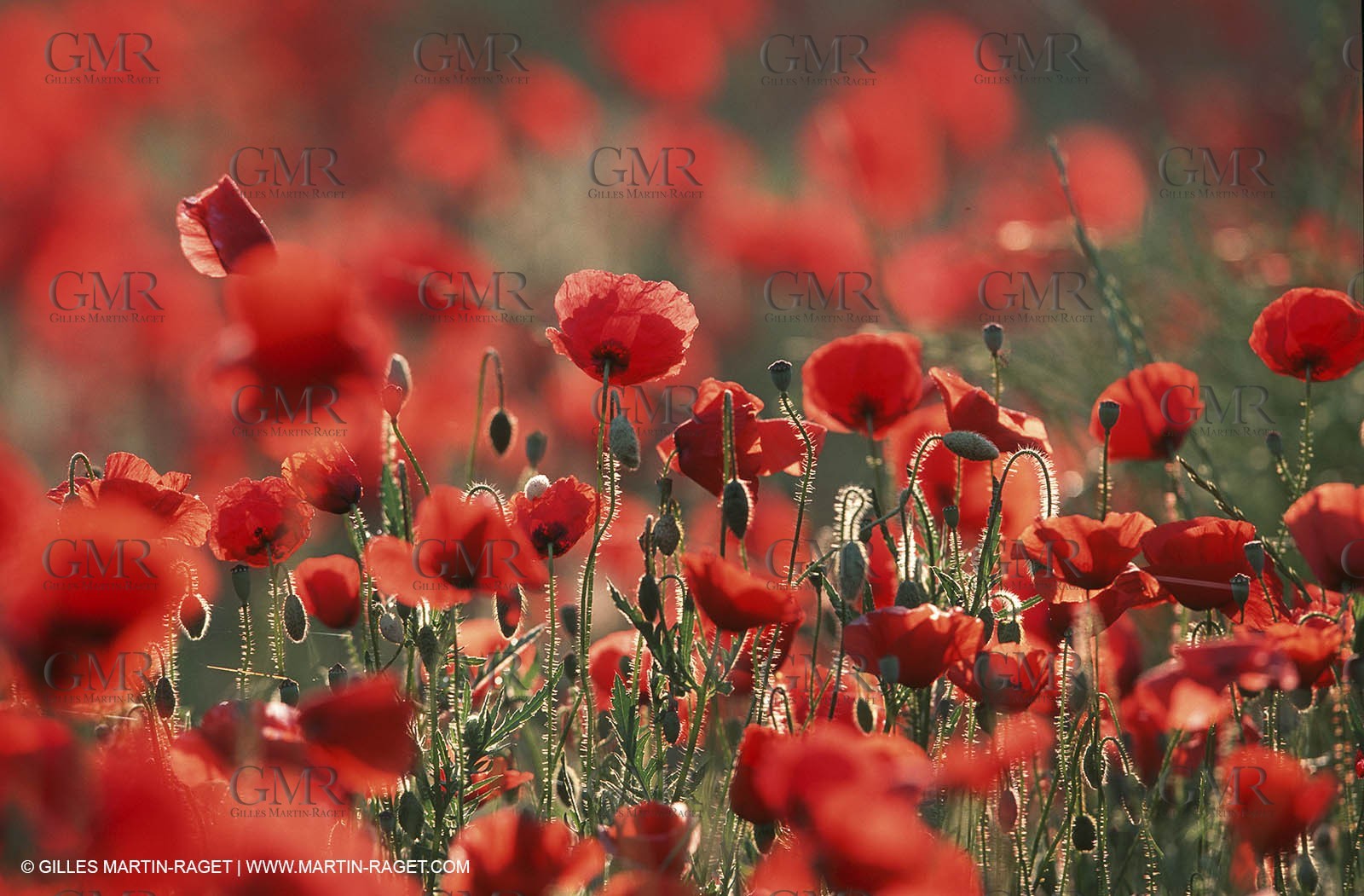 France - Languedoc-Roussillon - Nîmes Métropole - Costières