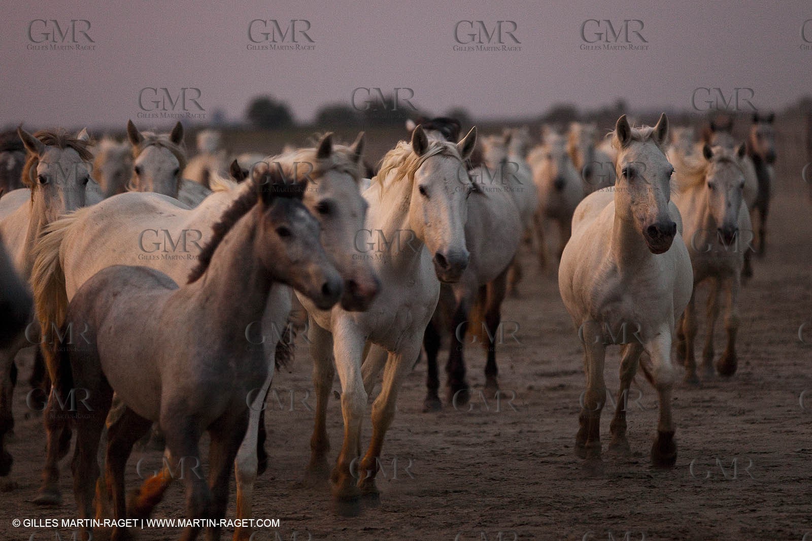 11 07 2010 - Les Saintes Maries de la Mer (FRA,13) - Evocation du Marquis de Baroncelli