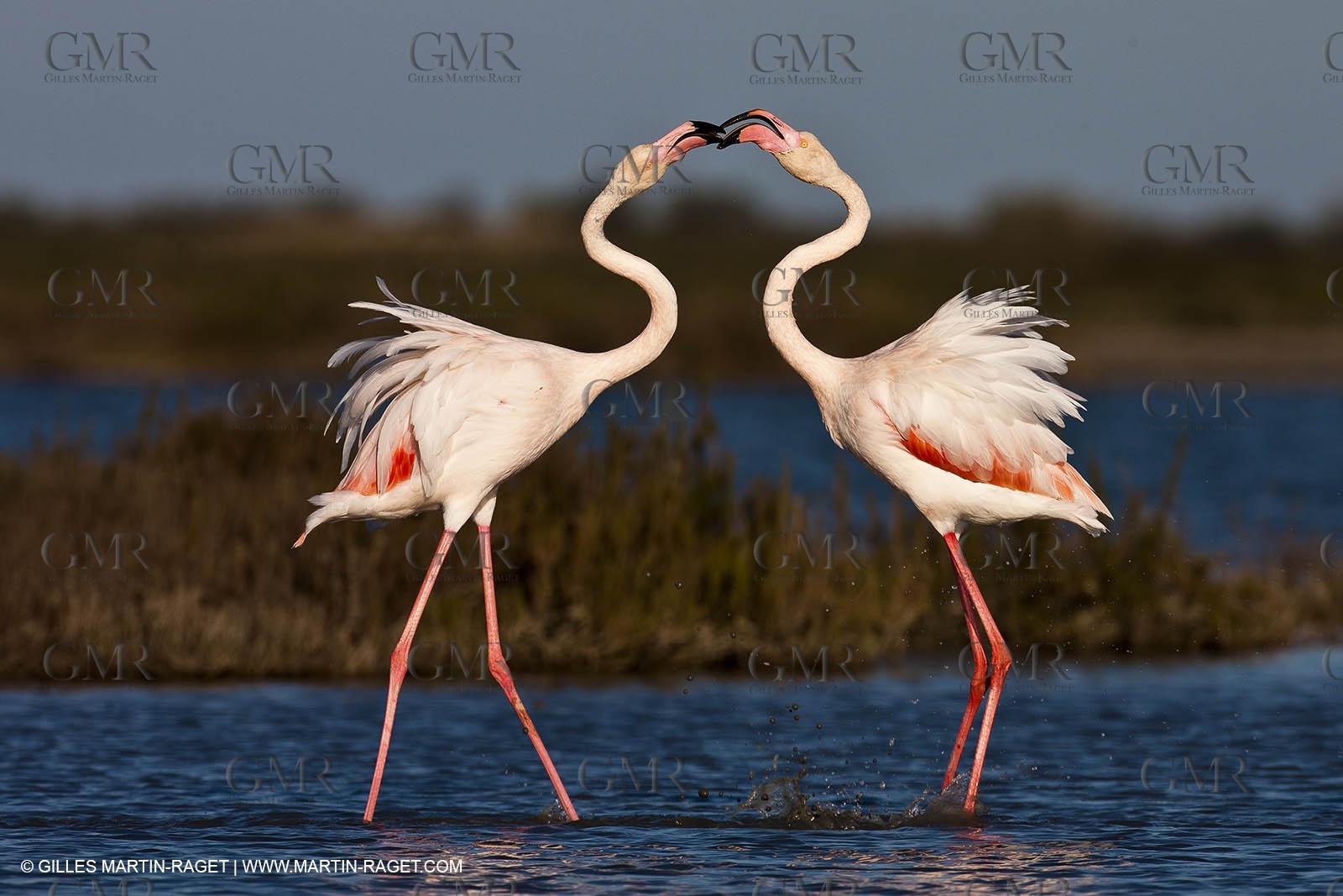 09 04 2011 - Les Saintes Maries de la Mer (FRA,13) - Pink Flamingos in Camargue
