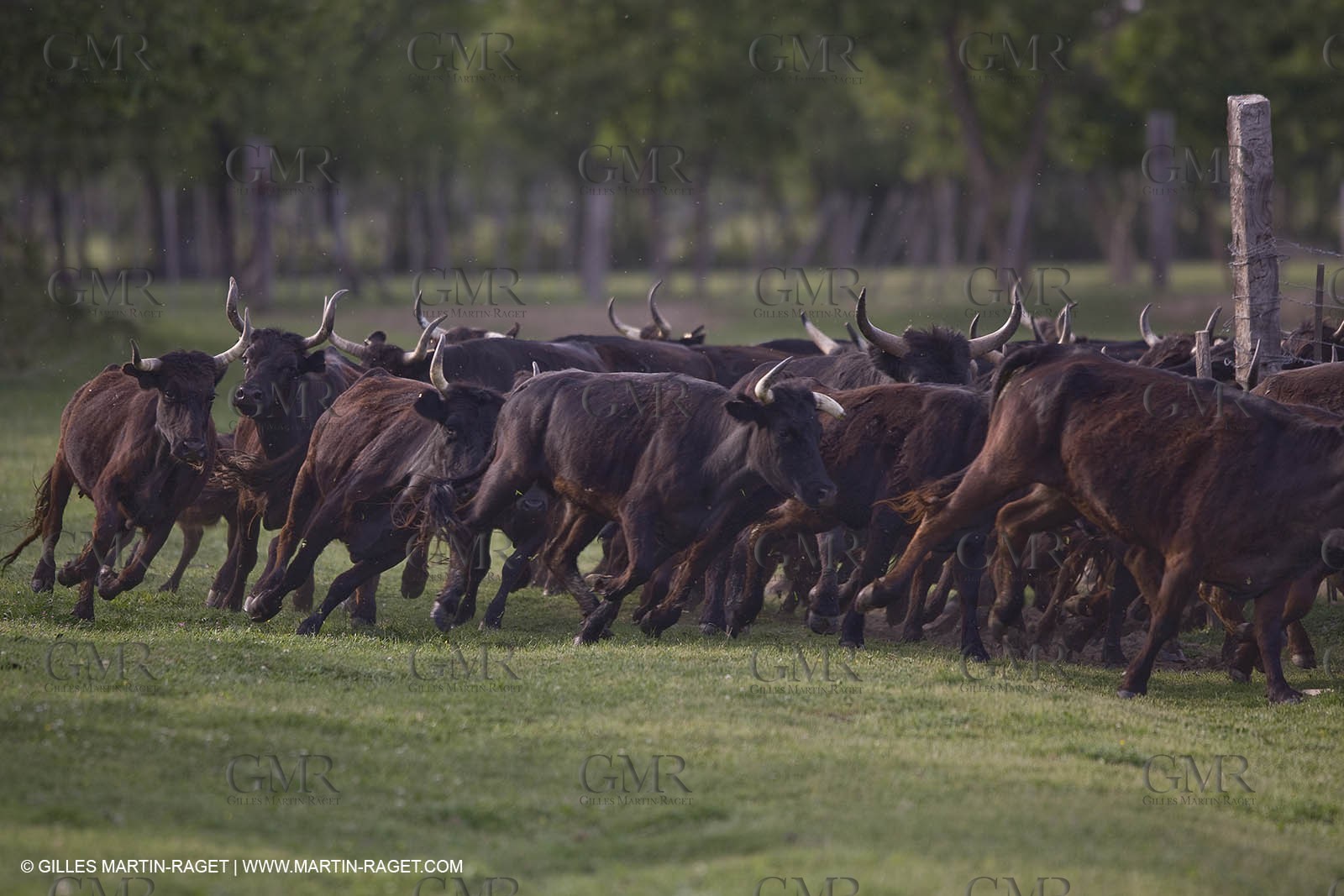 07 05 2008 - Le Cailar (FRA,30) - Tri à la manade du Mas du Pont de Laute