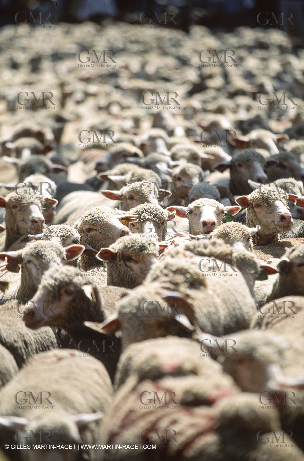 Saint Rémy de Provence (FRA,13) - Sheep stocks migration Fest