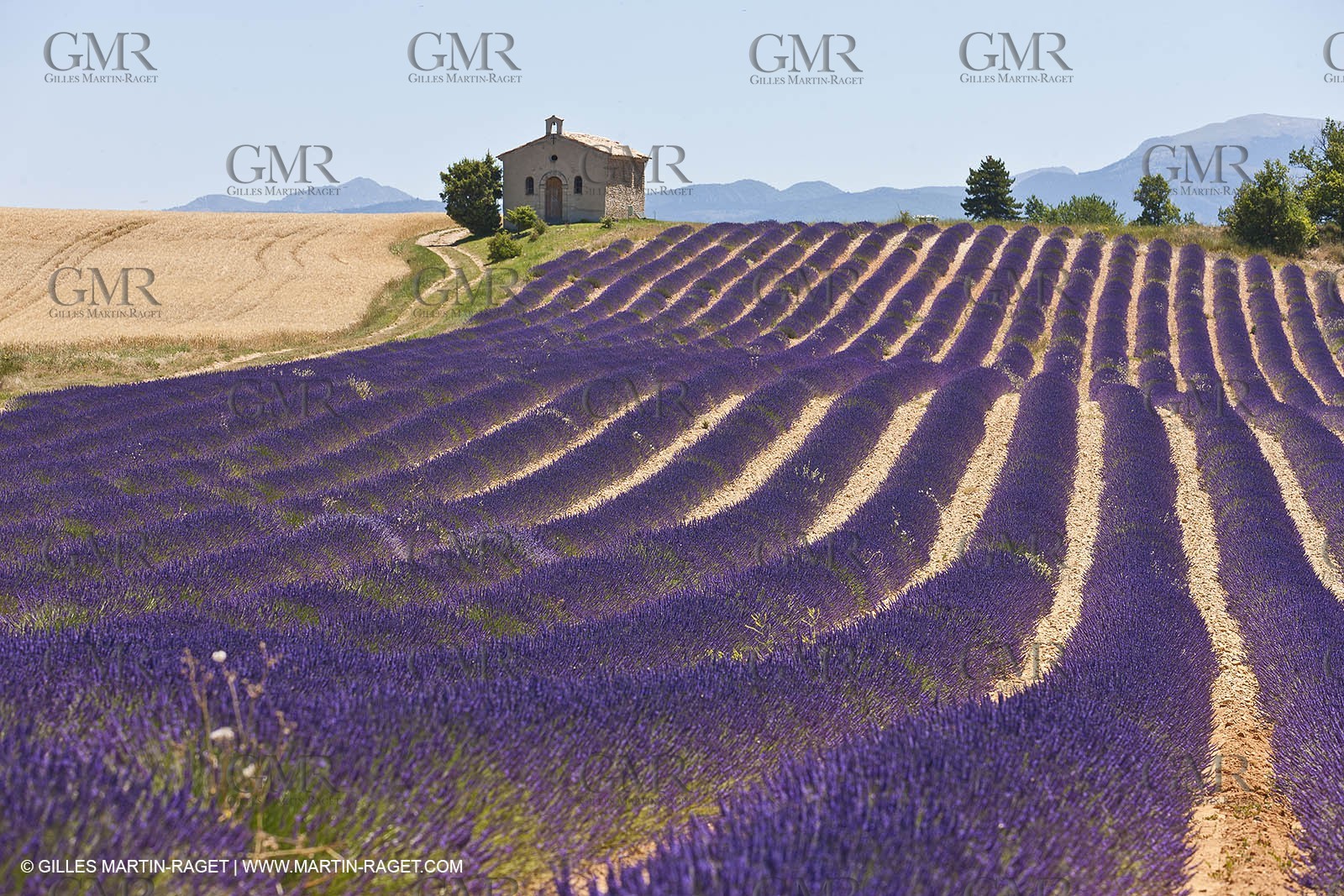 27 06 2011 - Entrevennes (FRA, 04) - Lavander fields