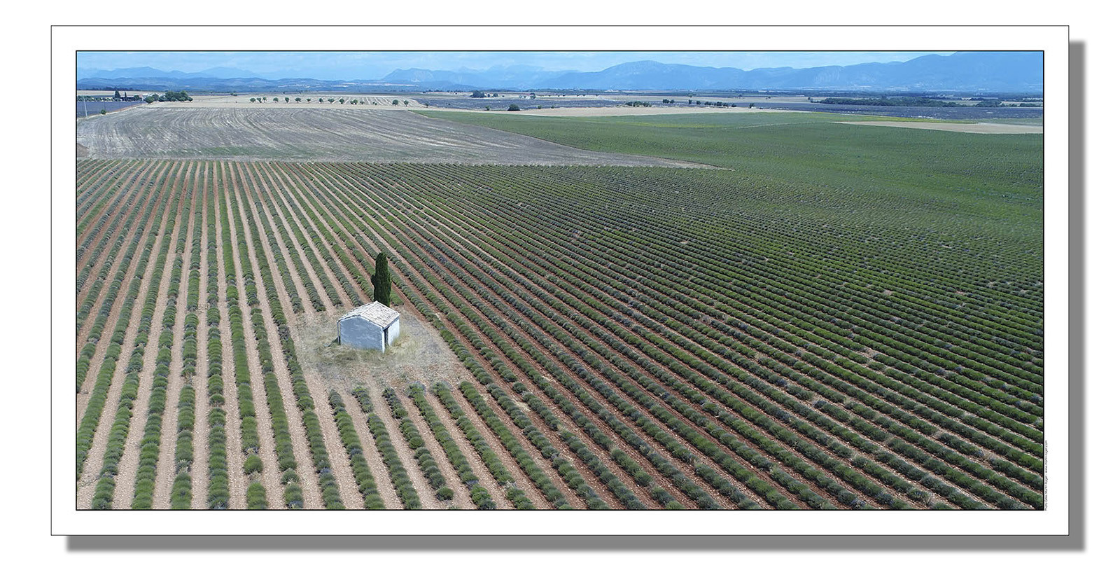 Valensole by drone