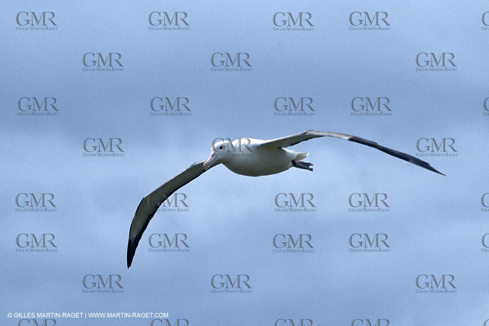 Destinations - South Pacific Ocean - New Zealand - Albatros