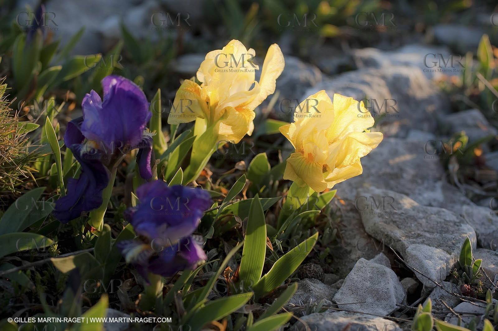 26 03 2009 - Marseille (FRA, 13) - Les Calanques - Plateau de l'Homme Mort