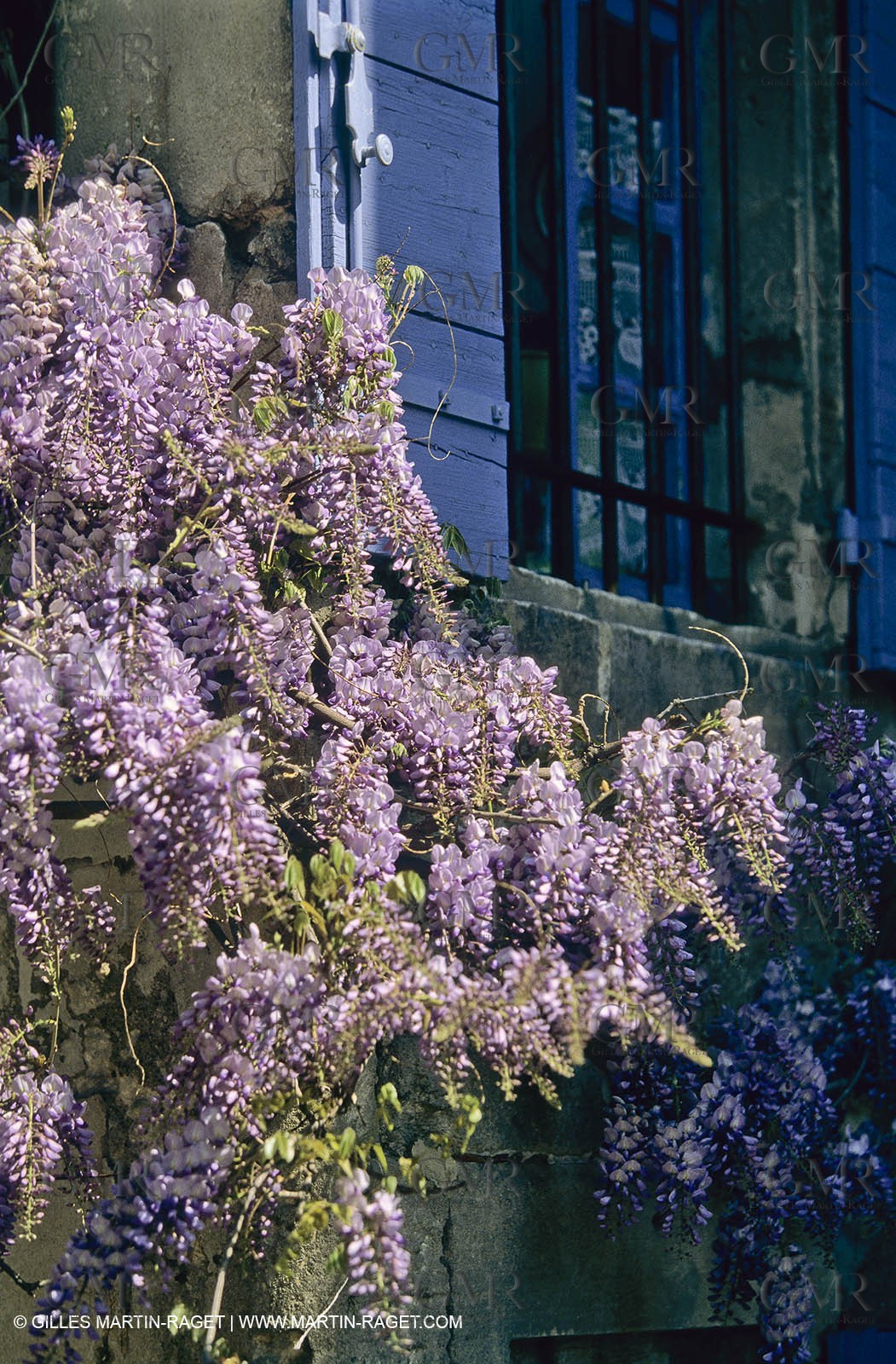 Les Alpilles, Saint Rémy de Provence, (FRA,13) - Glycine in Saint Rémy de Provence