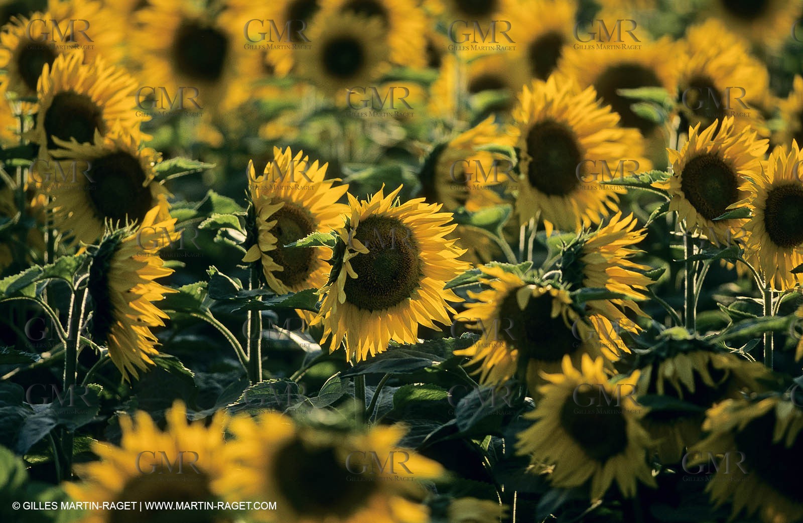 Alpilles (FRA,13) - Sunflower fields