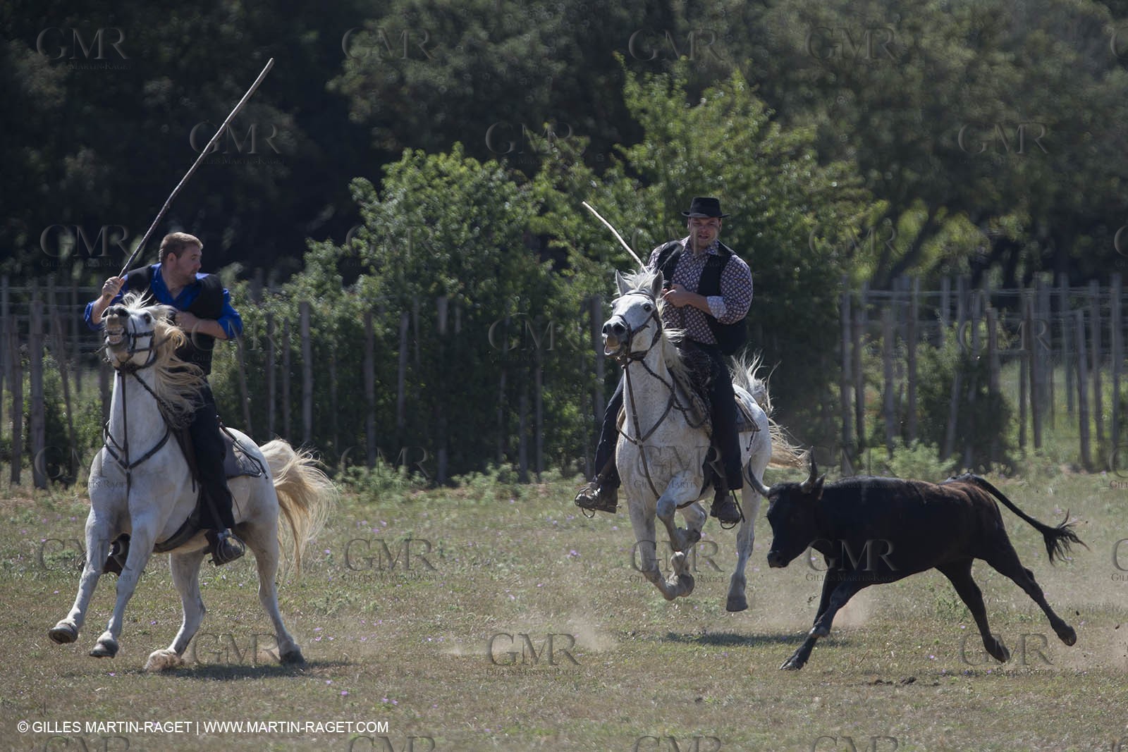 Course de Satin 2014 - Arles (FRA,13) - 1 06 2014**The satin race - Arles (FRA,13) - 01 06 2014