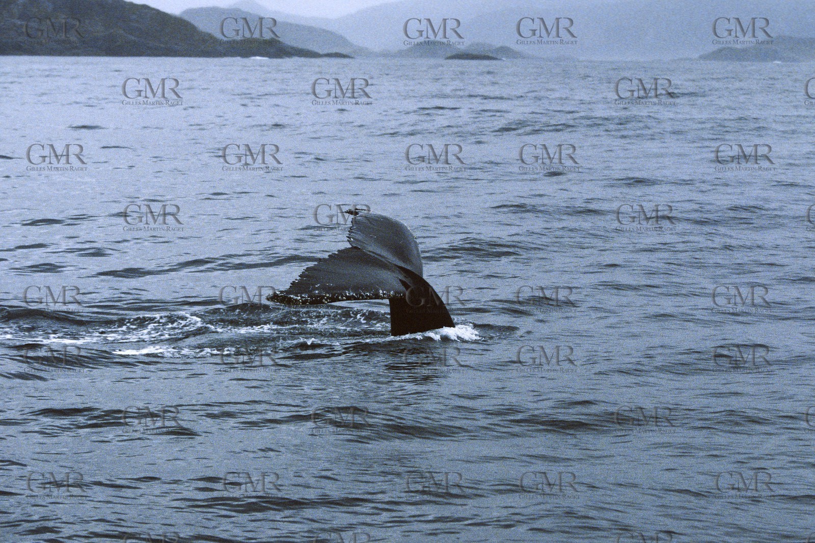 GMR_000206.jpg