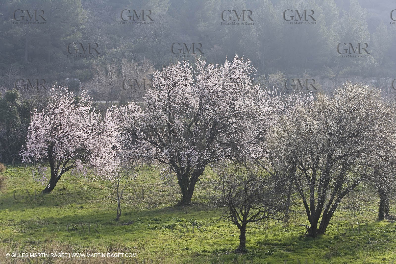 16 02 2008 - Les Baux de Provence (FRA, 13) - Alpilles hills landscapes