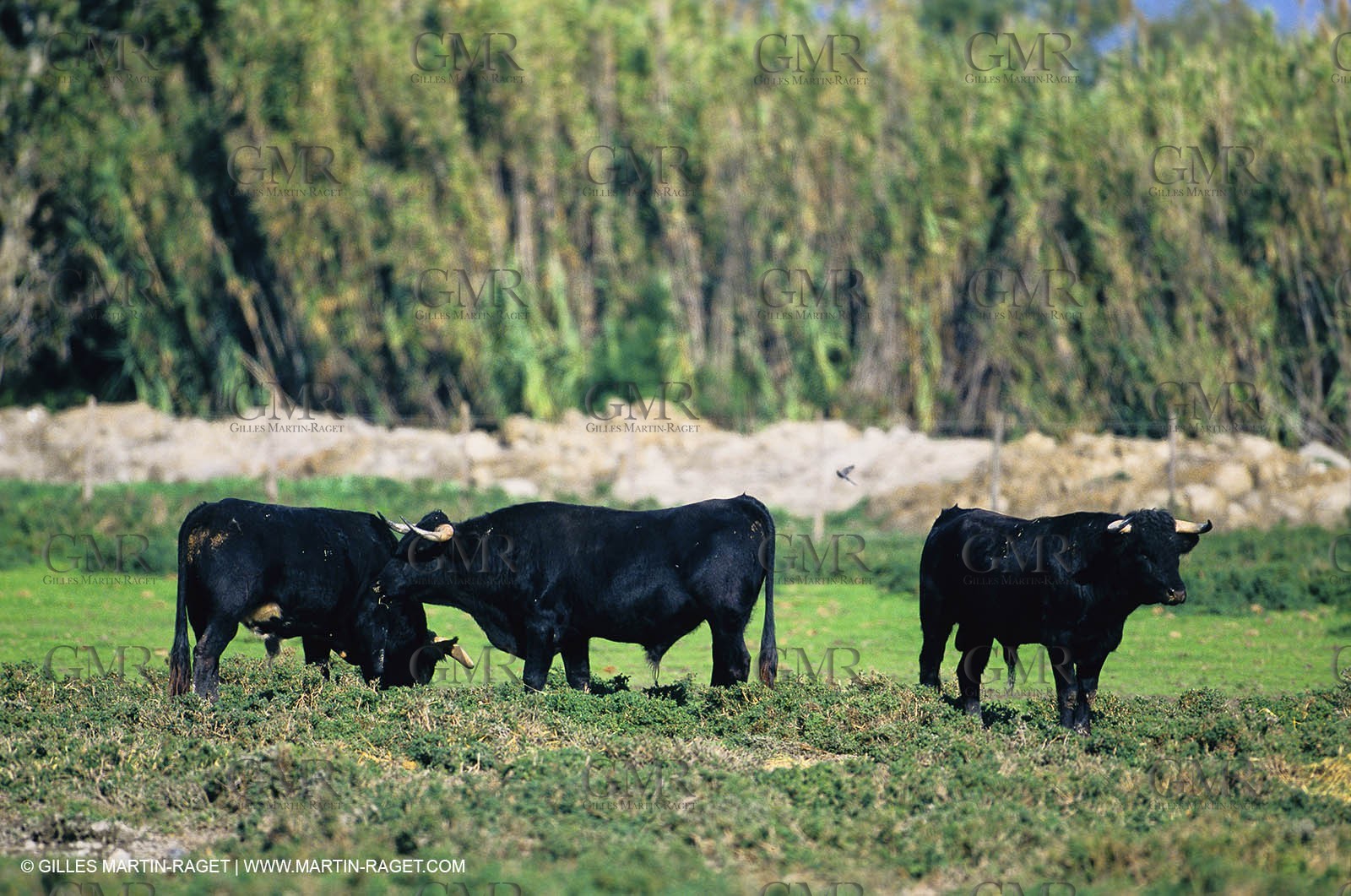 Bouches du Rhône, Camargue (FRA 13) - Camargue bulls