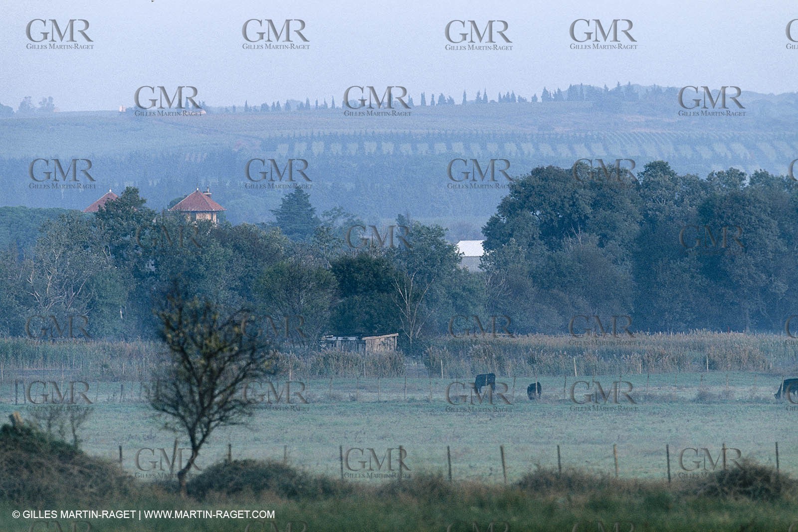 Camargue (FRA,13) - Little Camargue