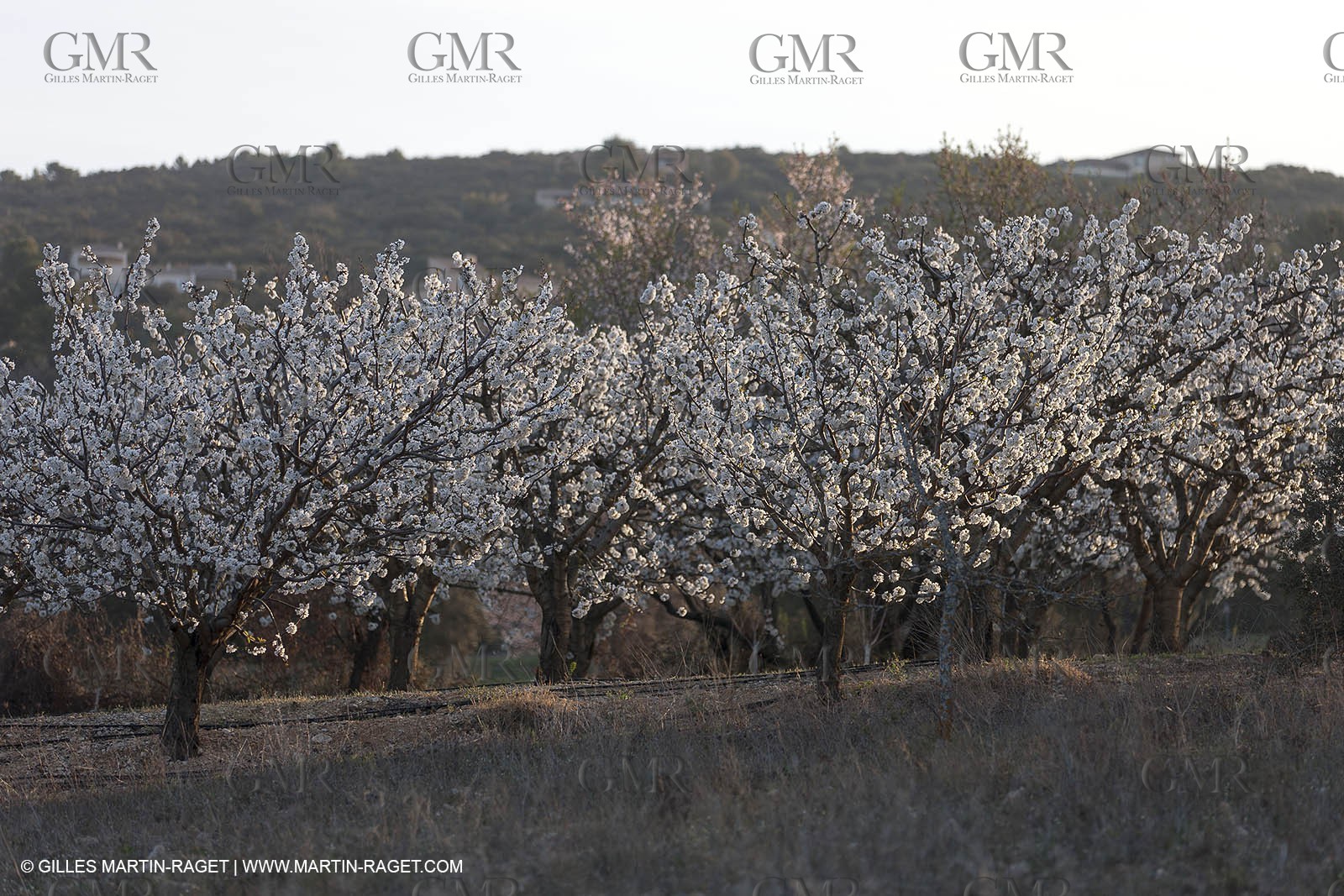 March 30th 2012 - Saint Saturnin les Apt (FRA, 84) - blooming cherry trees