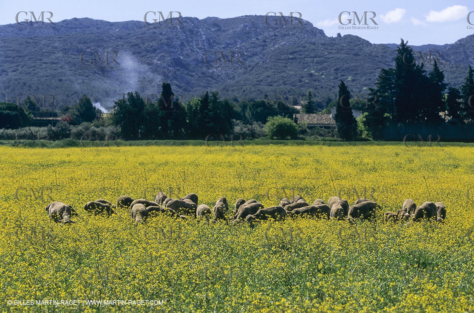 Alpilles (FRA,13), Rape fields