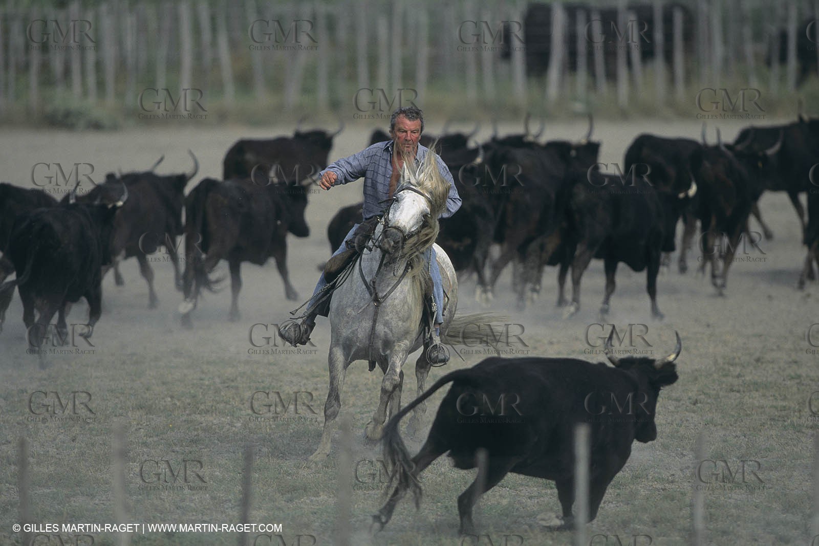 France, Provence, Camargue, Gardians de Camargue, métier, fêtes, élevage, tri