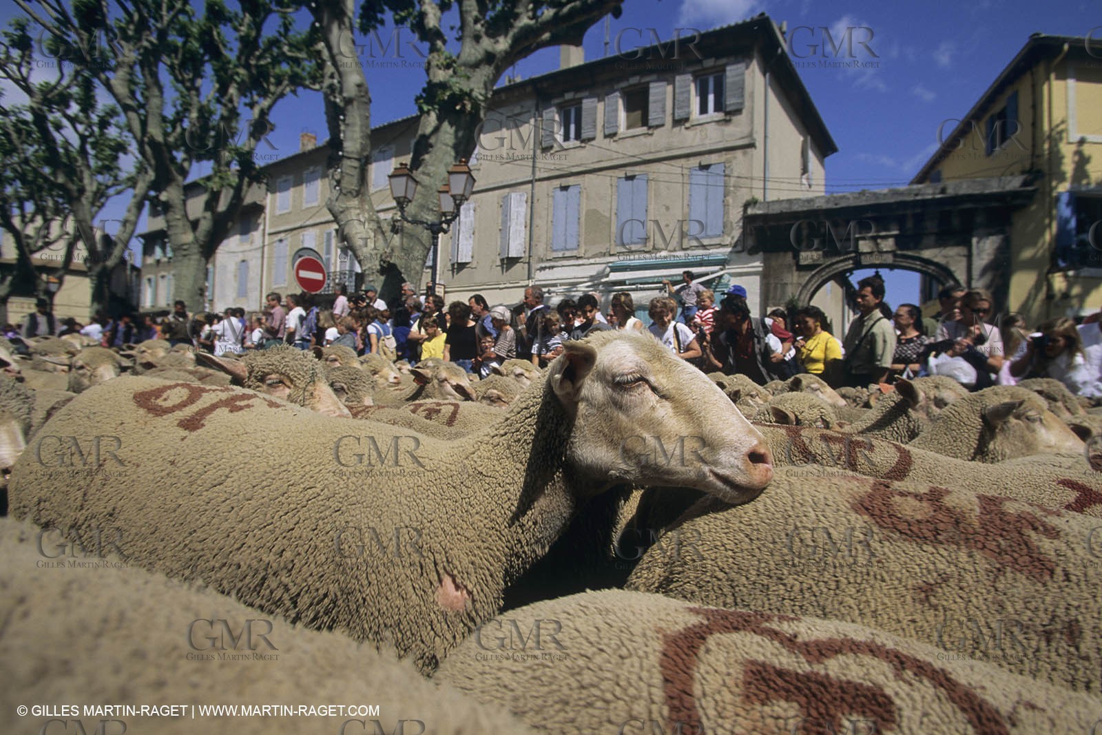 France, Provence, Moutons, bergers, élevage, transhumance