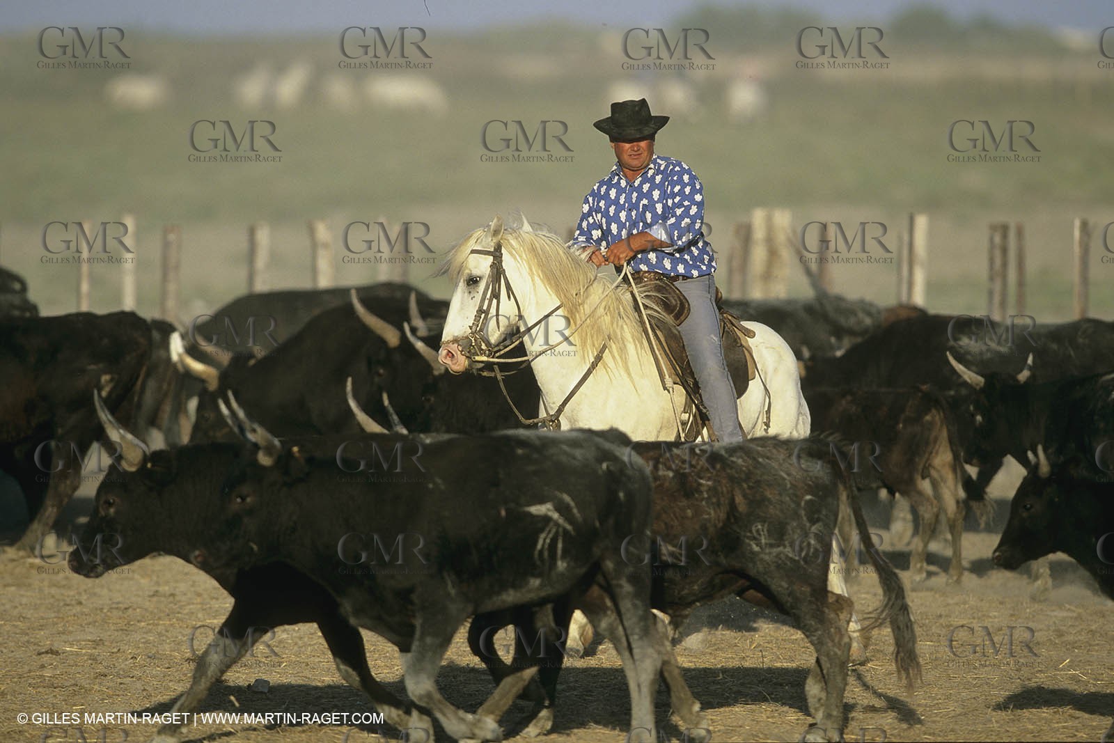 France, Provence, Gardians de Camargue