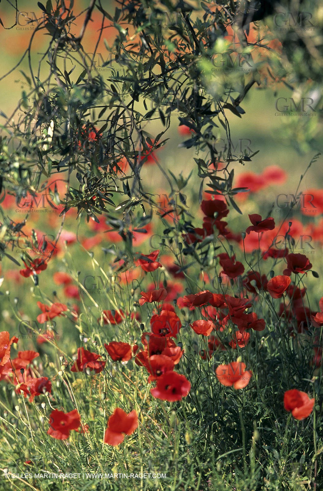2000-2010- Les Alpilles (FRA,13) - Poppy fields