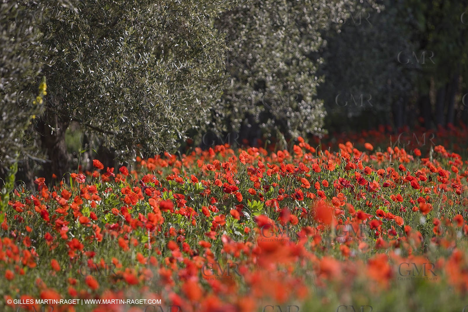04 05 2008 - Saint Rémy de Provence (FRA, 13) - Alpilles hills landscapes