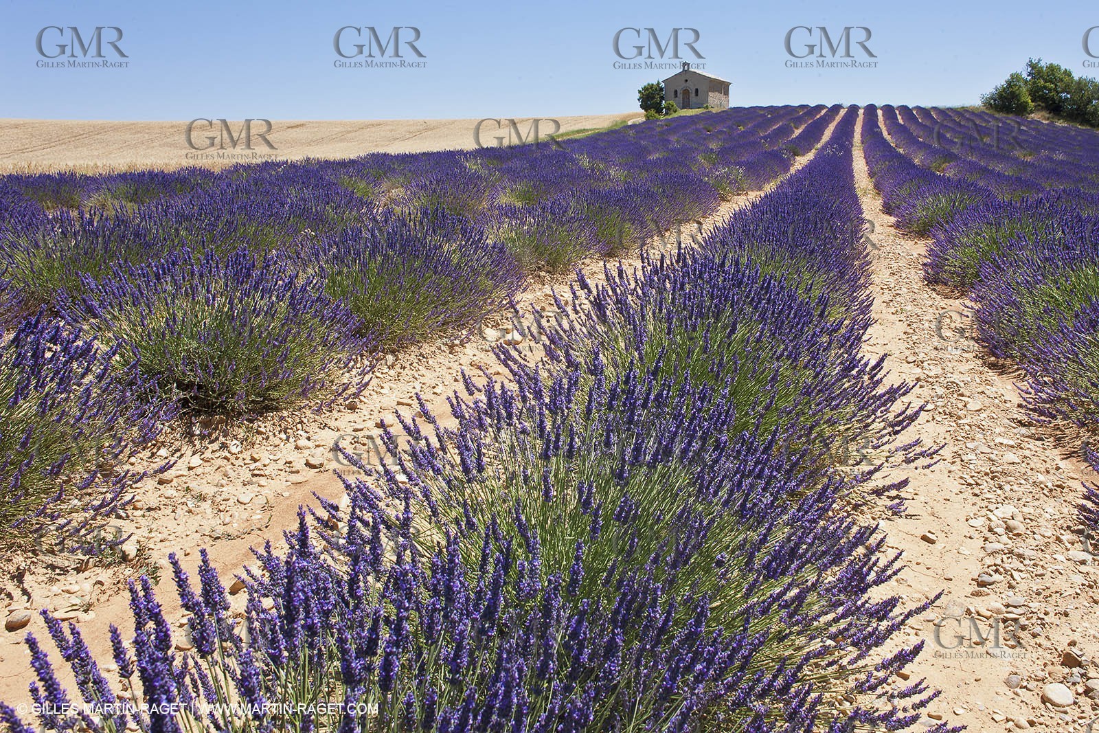 27 06 2011 - Entrevennes (FRA, 04) - Lavander fields