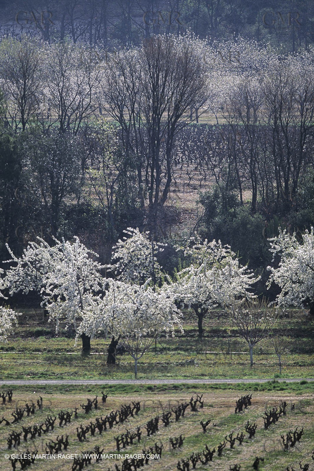 Luberon in winter near Saint Satrunin les Apt (FRA,84)