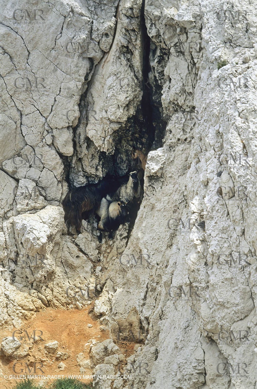 Marseille (FRA,13) - Les Calanques - Bouquetins form MLaire Ilkand