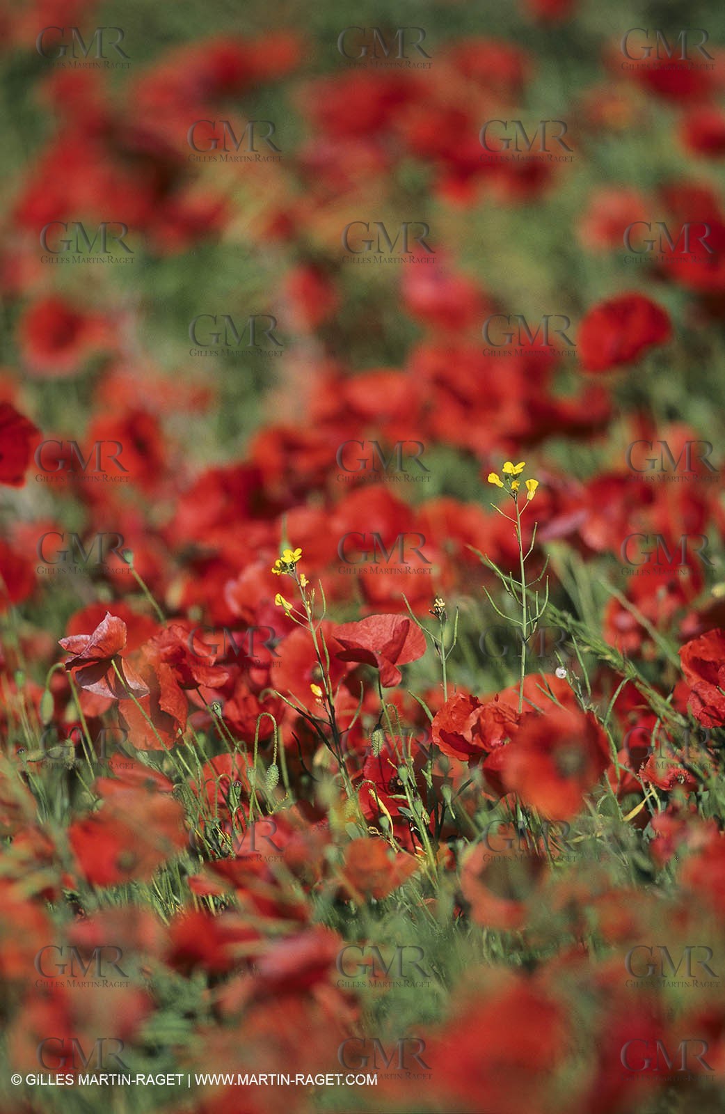 2000-2010- Les Alpilles (FRA,13) - Poppy fields