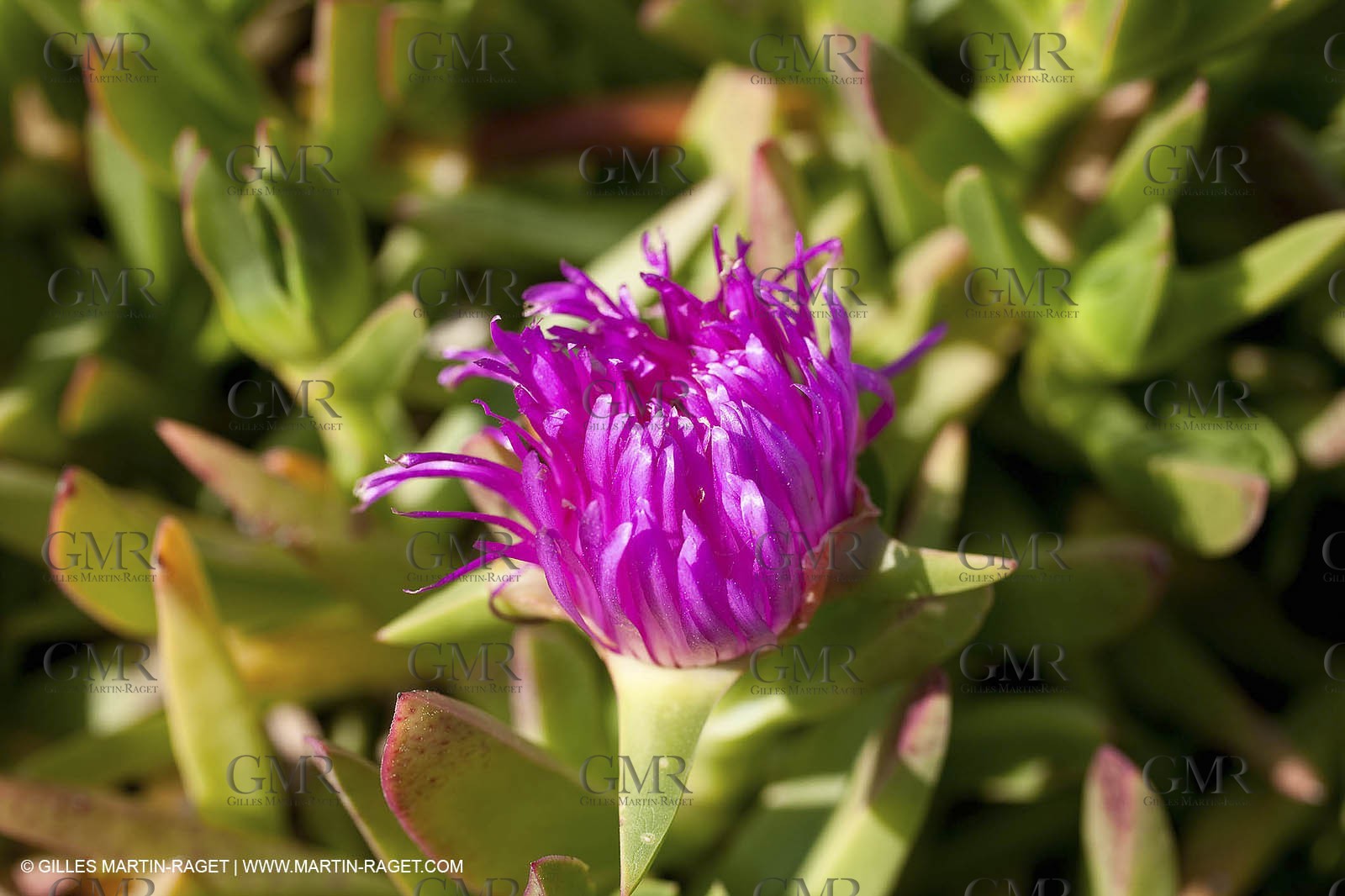 19 03 2009 - Marseille (FRA, 13) - Calanques - Marseilleveyre creek